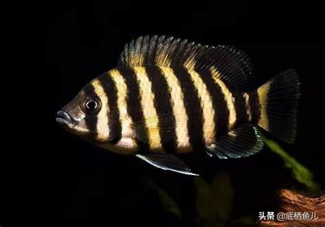 非洲十間魚|養十間魚？新手必看攻略